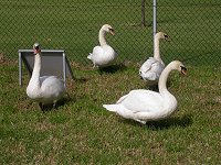 White swans