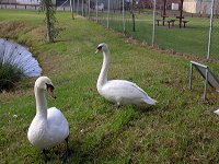 White swans