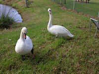 White swans