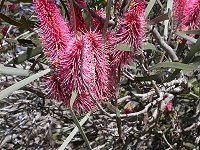 Pelham Reserve