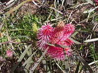 Pelham Reserve