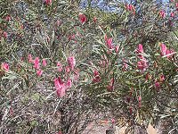 Pelham Reserve