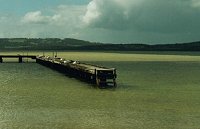 Pelicans at Emu Point