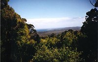 Walpole - Valley of the Giants - view from the Tree Top Walk