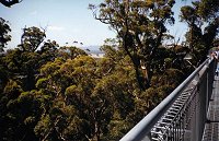 Walpole - Valley of the Giants - view from the Tree Top Walk