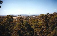 Walpole - Valley of the Giants - view from the Tree Top Walk