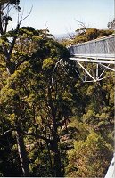 Walpole - Valley of the Giants - Tree Top Walk