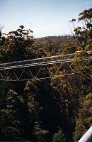 Walpole - Valley of the Giants - Tree Top Walk
