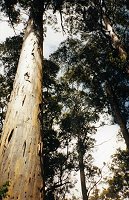 Walpole - Valley of the Giants - view from below