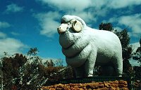 The Wagin's Giant Ram