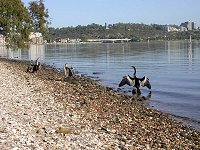 water birds in South Perth
