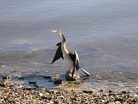 water bird in South Perth