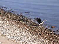 water birds in South Perth