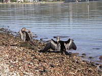 water birds in South Perth