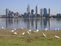 white cockatoos in South Perth