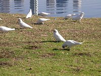 white cockatoos in South Perth