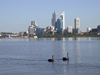 black swans