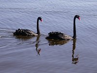 black swans