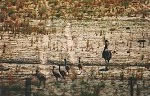 Emu