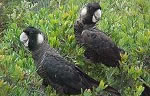 Black cockatoo