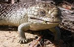 Blue Tongue Lizard